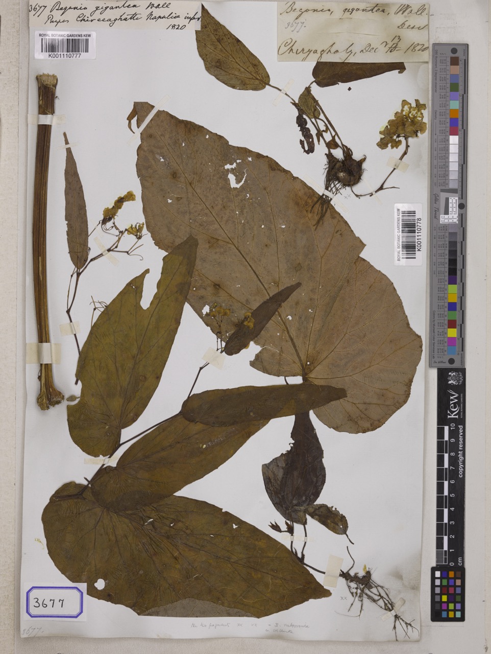 B. gigantea